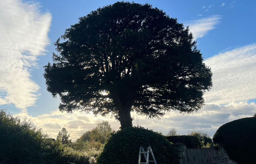 Landscaping Tree Garden Cheltenham Gloucester